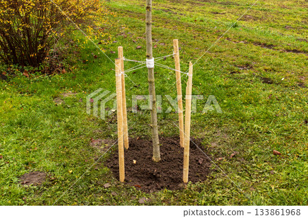 A small tree is anchored with wooden stakes in soft soil, surrounded by green grass and autumn foliage in the garden setting 133861968