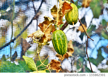 綠色和黃色的三出復果實（秋季，11月） 133862301