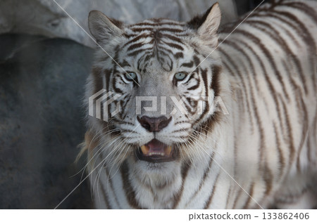 White Tiger   133862406