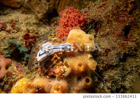 A Chromodoris lochi, a species of sea slug, or nudibranch, found in the western Pacific Ocean.  133862411