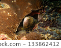 Two snowflake moray eels, Echidna nebulosa, peering out from a coral reef crevice by Verde Island 133862412