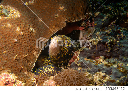 Two snowflake moray eels, Echidna nebulosa, peering out from a coral reef crevice by Verde Island 133862412