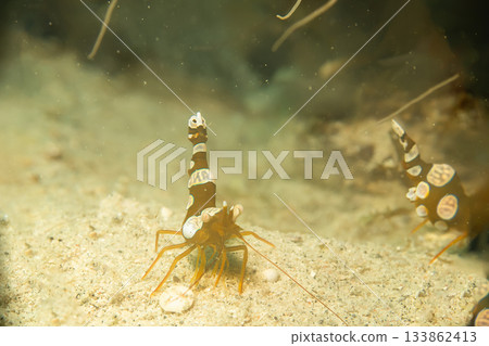 A macro photo of a Sexy shrimp, Holthuis cleaner shrimp or Ancylomenes holthuisi. A macro photo of a Sexy shrimp, Holthuis cleaner shrimp or Ancylomenes holthuisi. 133862413