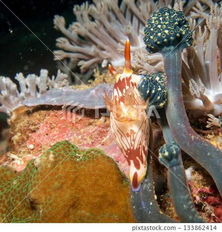 A nudibranch, Nembrotha lineolata, at a beautiful coral reef in Puerto Galera, Philippines A nudibranch, Nembrotha lineolata, at a beautiful coral reef in Puerto Galera, Philippines 133862414