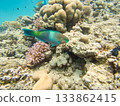 A rusty parrotfish, Scarus ferrugineus. This fish is an important part of the marine ecosystem 133862415