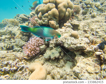 A rusty parrotfish, Scarus ferrugineus. This fish is an important part of the marine ecosystem 133862415