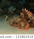 A tasseled scorpionfish, Scorpaenopsis oxycephala, a type of fish known for its venomous spines.  133862418