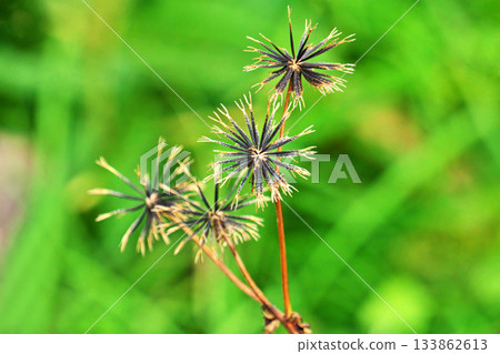 耬斗菜莓(秋季,十一月) 耬斗菜莓(秋季,十一月) 133862613