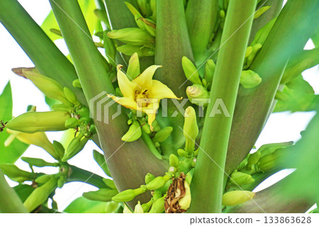 Green papaya fruit and yellow flowers (autumn, November) 133863628
