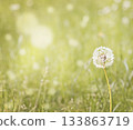 A close-up of a dandelion flower in a green field. 133863719