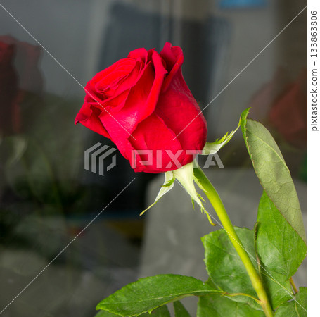 Floral rose. 133863806