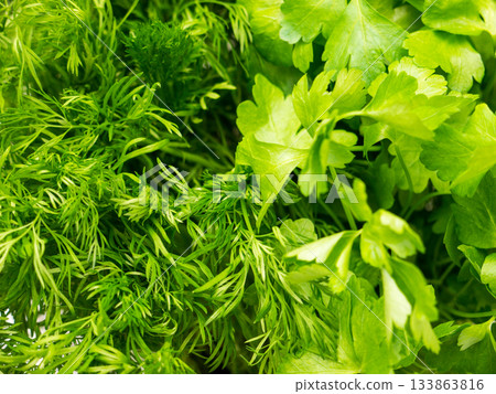 Background of parsley and dill. 133863816