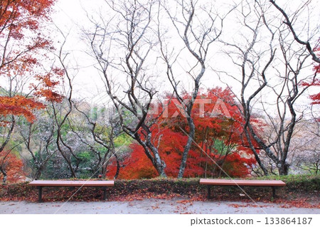 Bench and autumn leaves Bench and autumn leaves 133864187