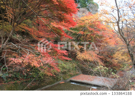 A river dyed in autumn leaves A river dyed in autumn leaves 133864188