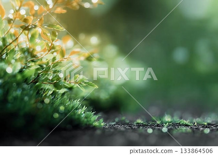 Spring background Green Forest plant With Sunlight 133864506