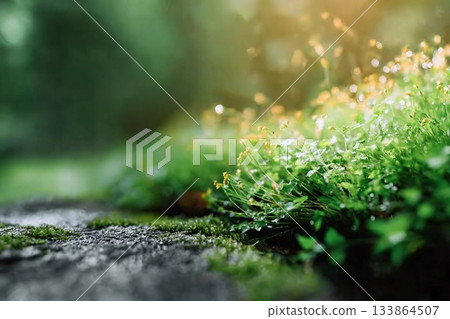 Spring background Green Forest plant With Sunlight Spring background Green Forest plant With Sunlight 133864507