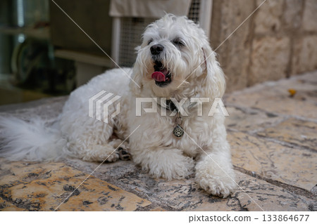 White Maltipoo dog yawning while sitting at home. Focus on domestic pets, cute dog behavior, and lifestyle photography. Face visible. 133864677