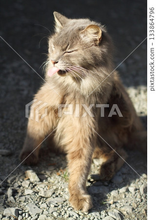 住在追分溫泉的流浪貓 133864796