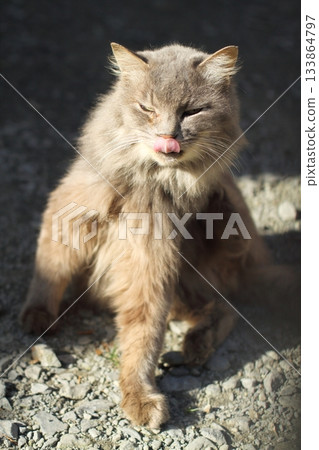 住在追分溫泉的流浪貓 133864797