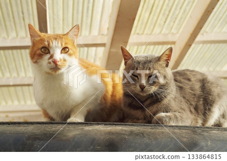 Stray cats living in Oiwake Onsen 133864815