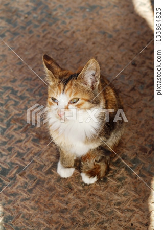 Stray cats living in Oiwake Onsen Stray cats living in Oiwake Onsen 133864825