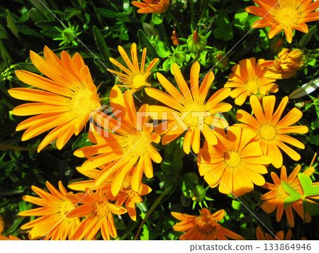 盛開的非洲菊美景 133864946