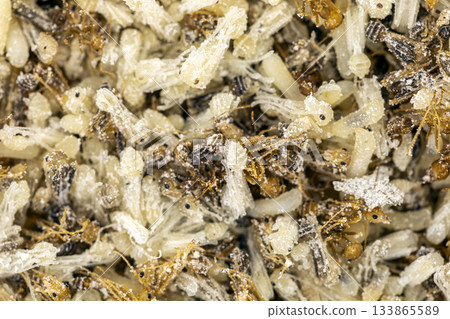 Closeup macro photograph showing a dense cluster of ant larvae, pupae, and worker ants covered in fine white particles Closeup macro photograph showing a dense cluster of ant larvae, pupae, and worker ants covered in fine white particles 133865589