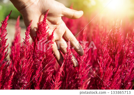A field of red flowers symbolizes a relaxing holiday. 133865713