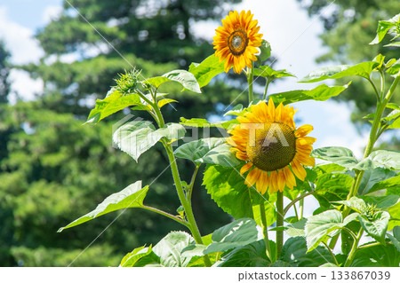 Yellow sunflower flower Yellow sunflower flower 133867039