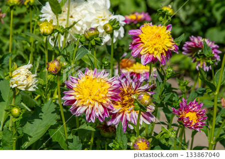 Dahlia flowers bush in garden. Yellow purple pink colored flower bud. Petal Plant bloom. Dahlia flowers bush in garden. Yellow purple pink colored flower bud. Petal Plant bloom. 133867040
