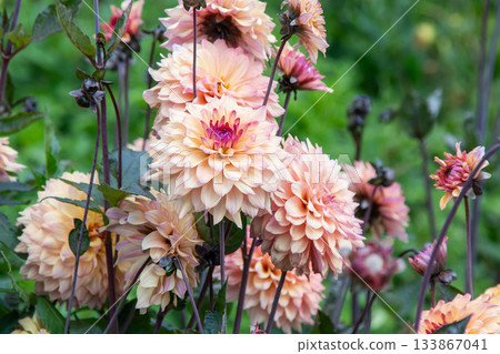 Dahlia flowers in the garden. Beige pink color flower bud. Petal Plant blooming Dahlia flowers in the garden. Beige pink color flower bud. Petal Plant blooming 133867041