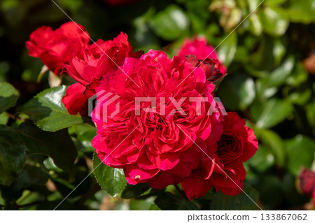 Red rose flowers bush in garden 133867062