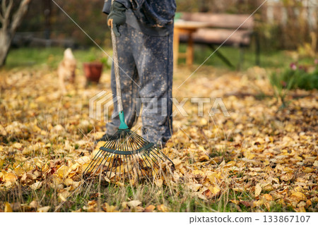 Woman raking fallen autumn leaves in garden backyard 133867107