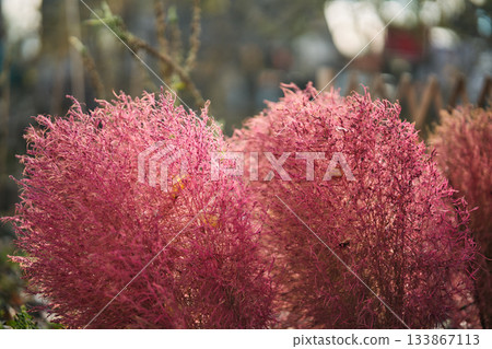 Vibrant pink autumn bush background texture 133867113