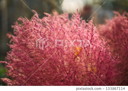 Vibrant pink autumn bush background texture 133867114