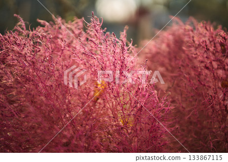 Vibrant pink autumn bush background texture 133867115