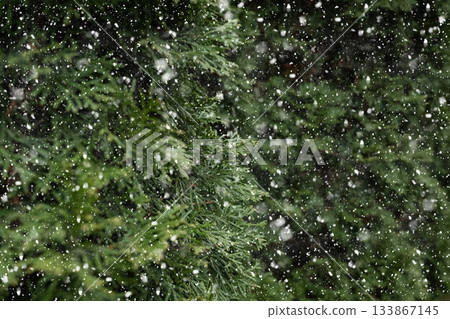 Snowy evergreen branches of thuja. Winter solstice. Close up. Cold weather. 133867145