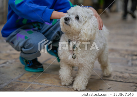 Child Petting Maltipoo Dog with No Child Face Visible 133867146