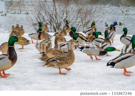 Flock of Mallard Ducks on Snow Near Winter Lake 133867246