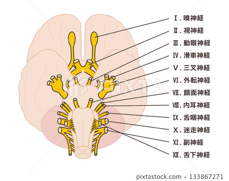 Illustration of the 12 cranial nerves with names 133867271
