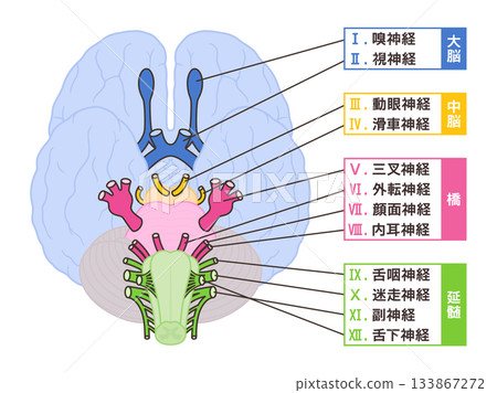 Illustration of the 12 cranial nerves, with midbrain for easy identification of their origins, and names 133867272