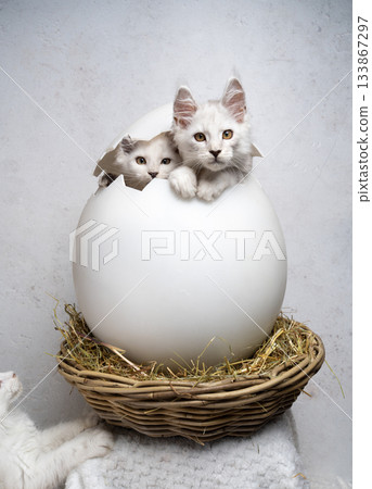 white maine coon kittens hatching from giant easter egg white maine coon kittens hatching from giant easter egg 133867297