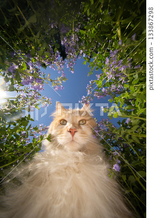 cat attracted by catnip plant 133867298