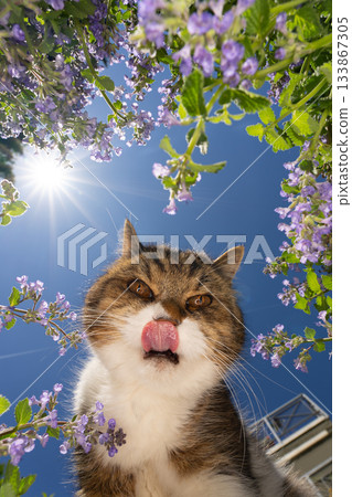 cat attracted by catnip plant cat attracted by catnip plant 133867305