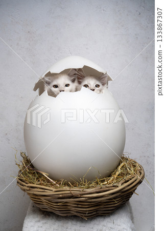 white maine coon kittens hatching from giant easter egg white maine coon kittens hatching from giant easter egg 133867307