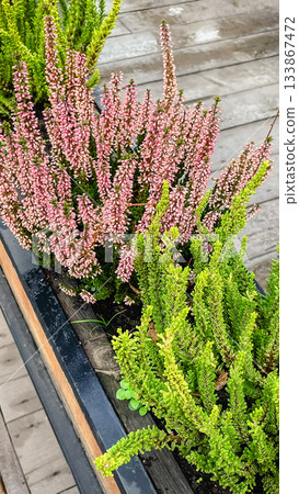 Vibrant pink and lime green heather in a contemporary wooden planter box for beautiful autumn decor 133867472