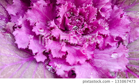 Vibrant purple ornamental kale with large water droplets on the beautiful ruffled leaves 133867473