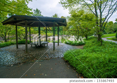 Gazebo in Japanese garden in Bonn .in autumn. As grass - pleioblastus - variety of bamboo tree. 133867493