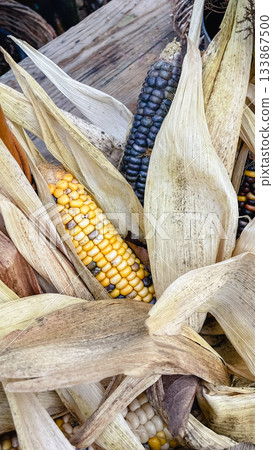 Colorful decorative Indian corn cobs with dried husks, representing an autumn harvest display 133867500