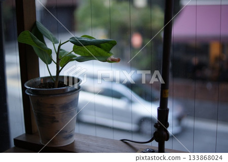 A small potted plant placed by the window and a cafe seat overlooking the scenery outside 133868024